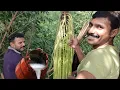 Lagu Toddy tapping method in Kerala ( palm  trees )