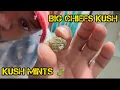 Big Chiefs Kush Kansas City Missouri Kush Mints REVIEW