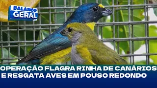 Canto Livre: operação flagra rinha de canários e resgata aves em Pouso Redondo