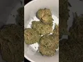 Quiet on Set cresco Directors cut premium Pennsylvania Medical marijuana humidified examined