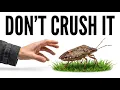 Never Crush a Stink Bug in Your Home Here s the Real Reason