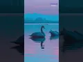 Download Lagu El amor de los cisnes #curiosidades #cosasquenosabias