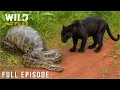 WILD COLOMBIA Survival Battles in the Realm of Giants Animal documentary