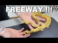 Featured Morph Freeway Ball Python 2021