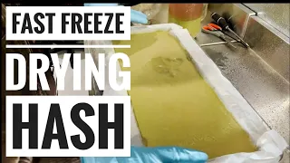 hash tray preparation optimize your harvest right with this freezedry sop