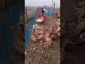 Download Lagu 1000 duck harvest \u0026 duck farm house design #duck #harvest #house #design
