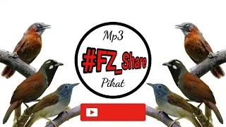 mp3 pikat tepus kaban tepus kepala kelabu tepus merbah sampah