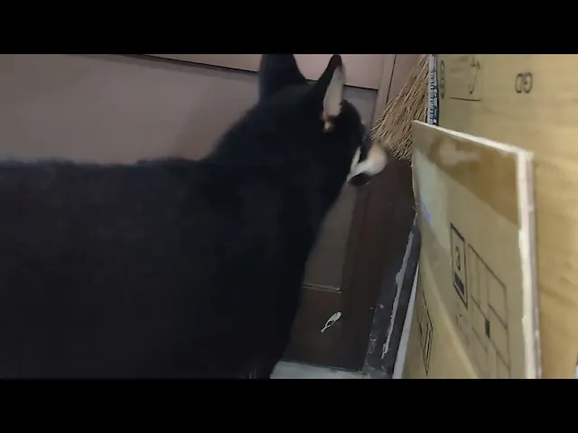 動画