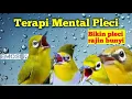 Download Lagu TERAPI PLECI PALING AMPUH NAIKAN MENTAL DAN BIKIN GACOR