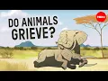 Can other animals understand death - Barbara J King
