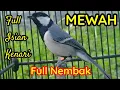 Download Lagu Mewah! Gelatik batu isian kenari