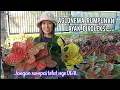 Download Lagu Promo menggiurkan rumpunan aglonema di kios bunga mbak retno