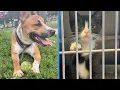 Consider fostering City of Buffalo Animal Shelter has options for adoptions