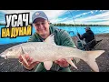Download Lagu ЗА ТРОФЕЄМ НА ДУНАЙ‼️ БИТВА З УСАЧЕМ НА ФІДЕР💪🐟