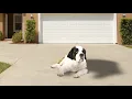 Lincoln - Saint Bernard