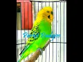 Download Lagu #shorts - PARKIT GACOR - PANCINGAN PARKIT BIAR BUNYI DAN GACOR !  / Budgie Parakeet