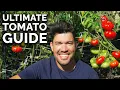 Download Lagu EVERYTHING I Wish I Knew When I Started Growing Tomatoes 🍅