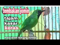 Download Lagu tembakan kasar super keras cucak ijo mini || masteran burung lomba