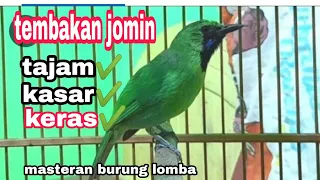 Download tembakan kasar super keras cucak ijo mini || masteran burung lomba MP3