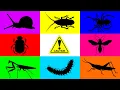 Download Lagu Insect: Bidsprinkhaan, boktor, gele duizendpoot, papierwesp, spin, kever, sprinkhaan