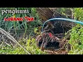 Download Lagu Memancing Ikan predator yg tertimbun pelpah sawit hingga puluhan tahun #mancingliar