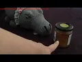 Letters and Sounds Phase 1 Aspect 5 Hungry Hippo