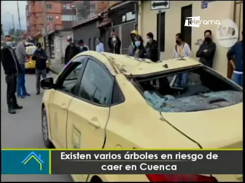 Existen varios árboles en riesgo de caer en Cuenca