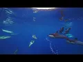 Dive into Tranquility Meditative Dolphins at 432 Hz - macOS Sonoma Wallpaper 4K 240FPS