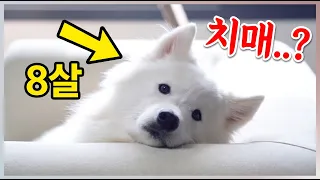 밀키 설마.. 치매 증상은 아니겠죠?