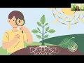 Photosynthesis Lesson Plan 7th grade