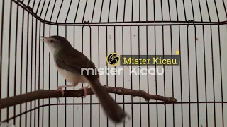 Download Ciblek Pari - Ciblek Sawah Gacor Full Isian Durasi Panjang Suara Jernih Cocok untuk Masteran Murai MP3