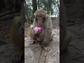 Download Lagu This Monkey Just Outsmarted Everyone! 🐒💡