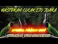 Download Lagu Masteran Cucak Ijo Juara ~ Full Isian Durasi Panjang