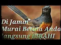 Download Lagu Pancingan murai betina agar cepat BIRAHI