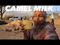 Download Lagu CAMEL FARM EXPERIENCE IN HARGEISA SOMALILAND 2025