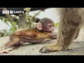 Primate Politics How Monkeys Use Babies to Fix Broken Friendships Natural Born Rebels BBC Earth