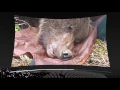 Bear 71 VR Trailer