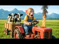 Lagu Monkey Drives Tractor to Save the Cow Stuck in the Deep River! - Monkey Farm Work | NiNi Monkey Farm