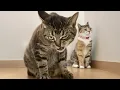 Lagu Hilarische katten die zich gedragen als komieken 😂 Grappige kattenvideo 2025