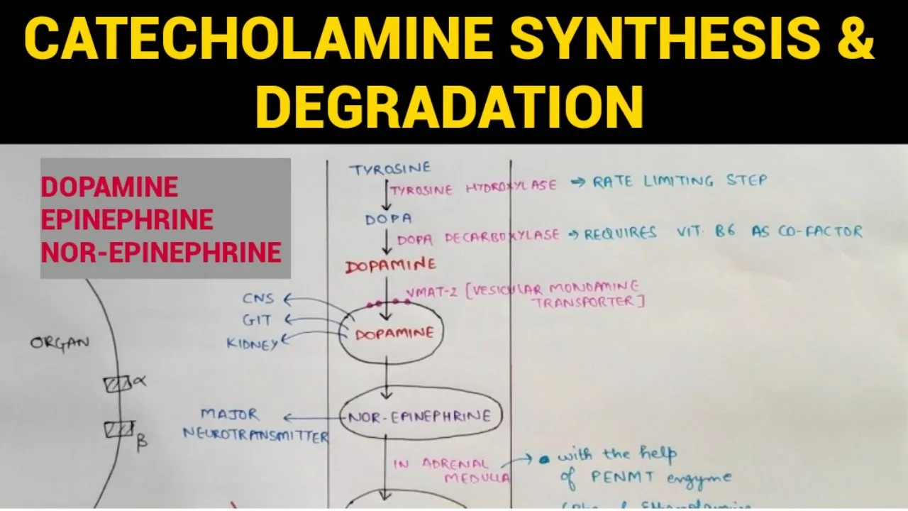Autonomic Pharmacology - 12 | Catecholamines Synthesis & Degradation | EOMS