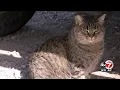 El Paso Animal Services sees challenging rise in feral cat population