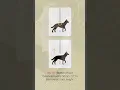 Hakuna Pets Glass Patio Pet Door V2 Installation Guide