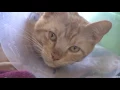 Petco donating 150K to city s Animal Care Services