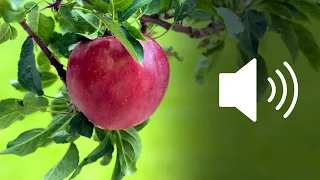 Apple Fruit Falling From A Tree Sound Effects SFX HD 