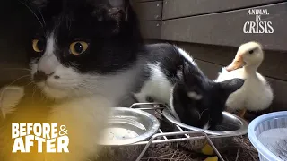 A New Addition To A Cat Family... Is A Duckling?! l Before & After Makeover Ep 164