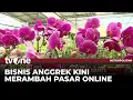 Download Lagu Sentra Budidaya Anggrek di Jakarta | Metropolitan tvOne