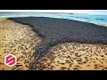Download Lagu JUTAAN MAHLUK ANEH PENUHI PANTAI, Ini fenomena aneh dan langka yang terekam kamera.