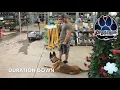 Rex the Malinois - GSD mix two week training
