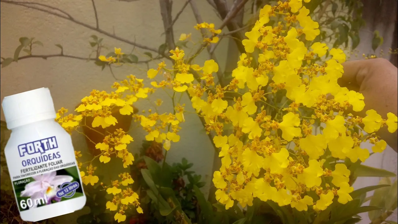 ADUBO PARA FLORIR ORQUÍDEA