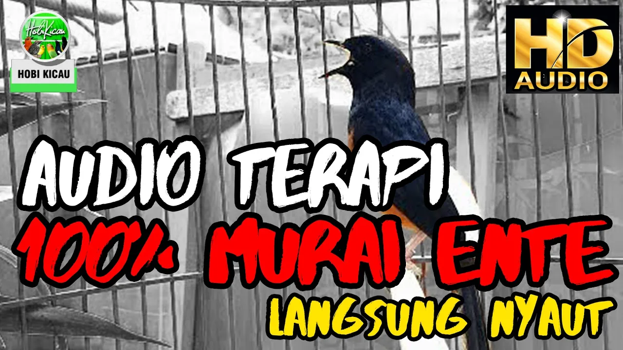 Masteran Murai Batu Suara Paling Merdu Kualitas Jernih Buktikan Sendiri